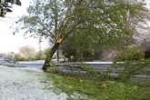 tree down.jpg